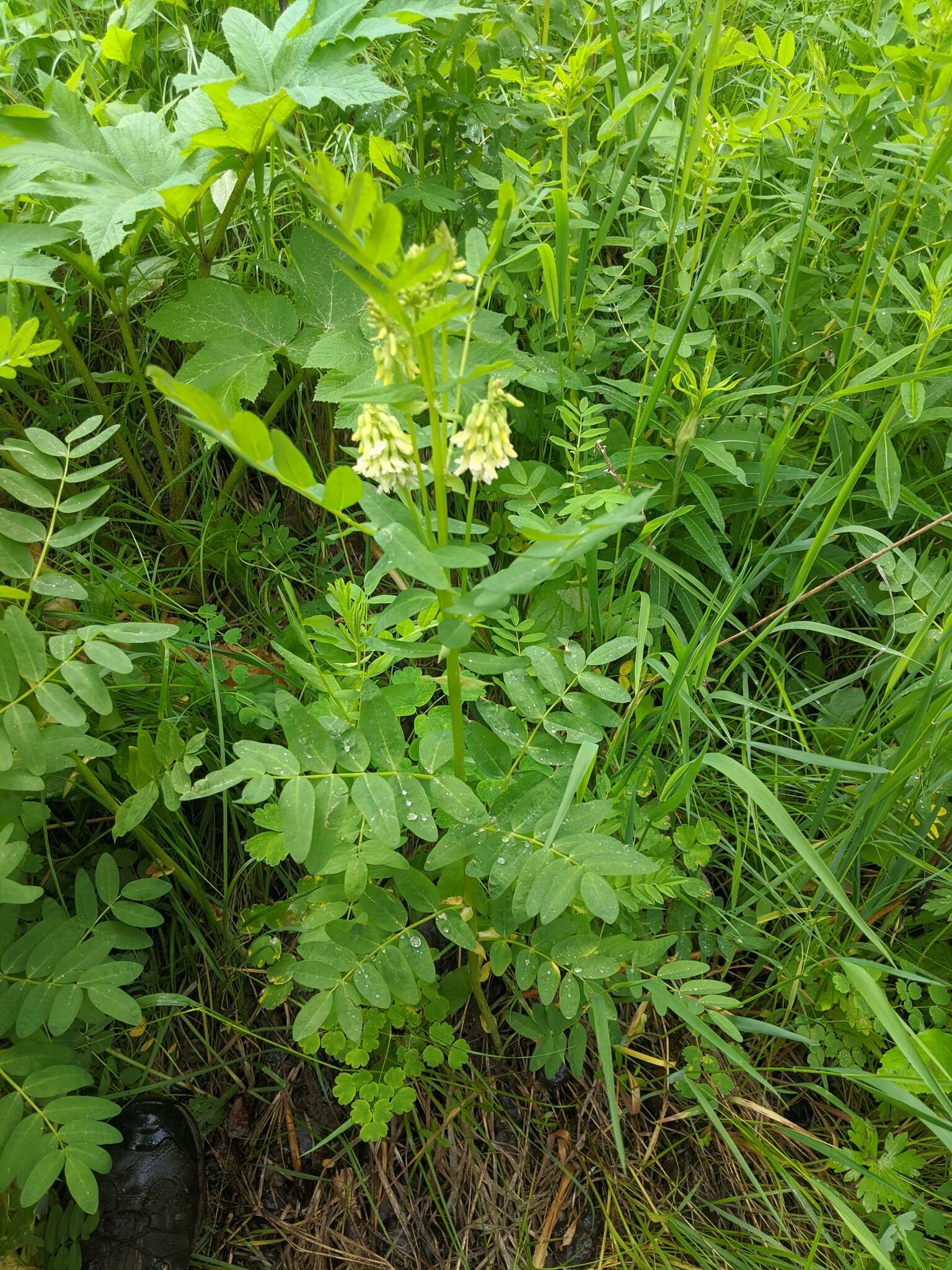 Plancia ëd Astragalus americanus (Hook.) M. E. Jones