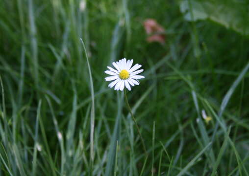 Image of Daisy