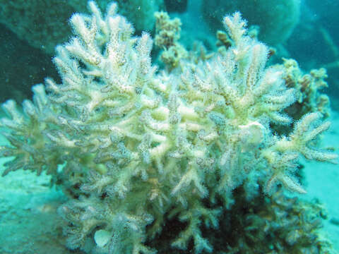 Image of Thin Birdsnest Coral