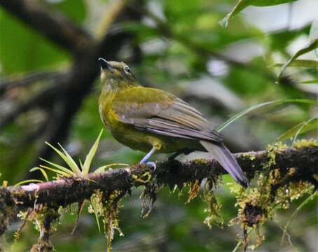 Imagem de Snowornis Prum 2001