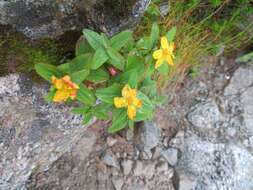 Image de Hypericum kamtschaticum Ledeb.