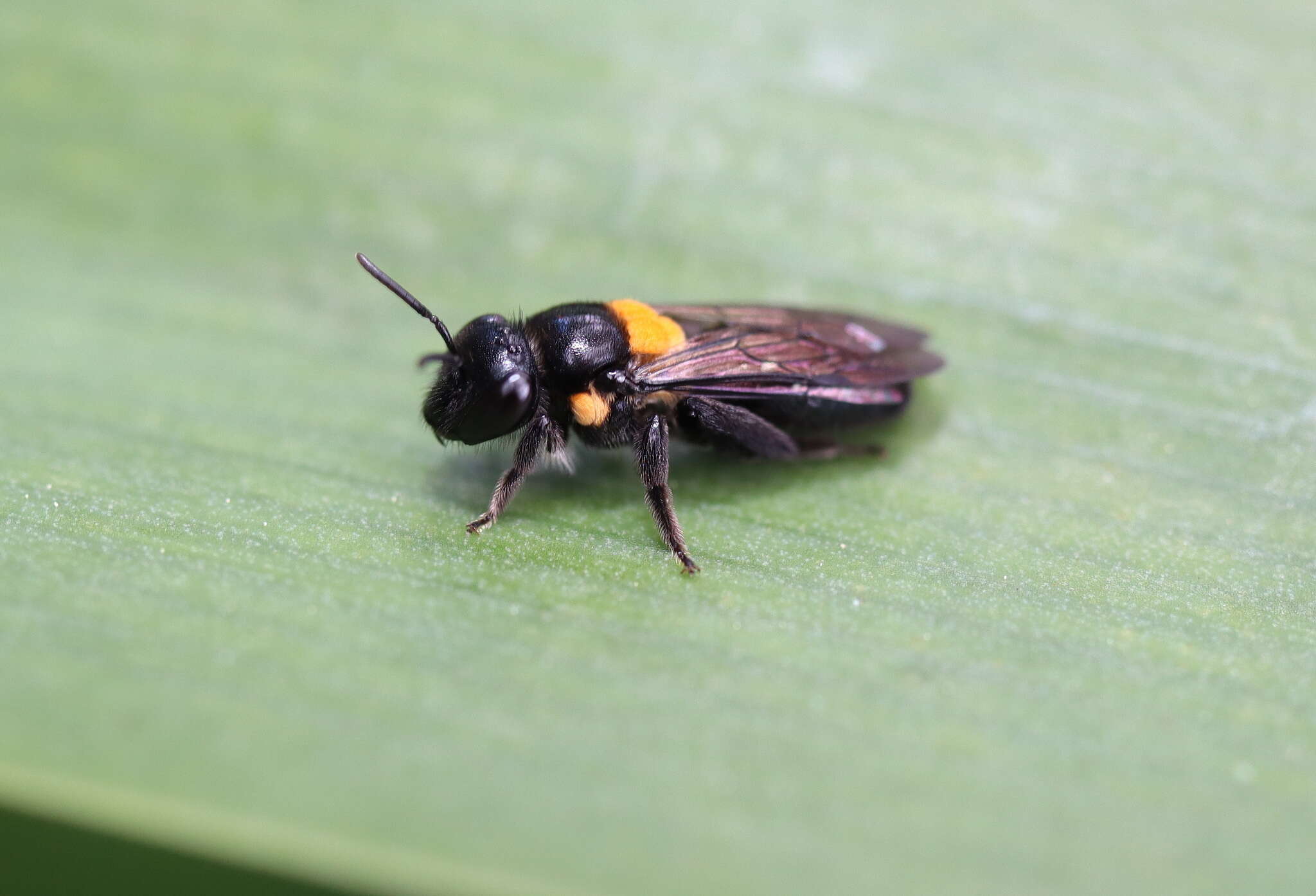 Image of Yellow-spotted Leioproctus