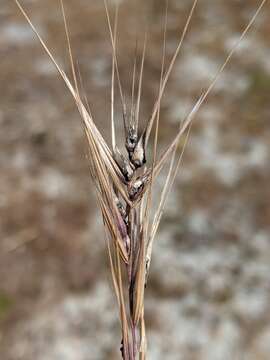 Image of brome smut fungus