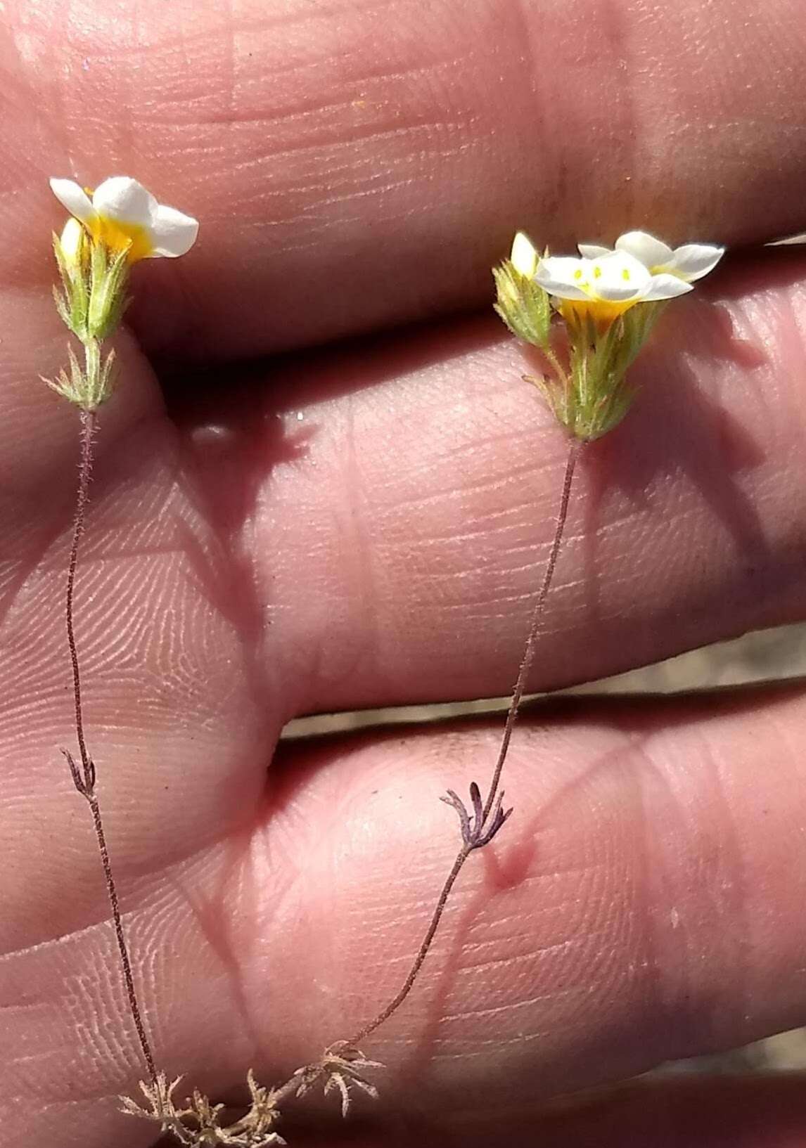 Image of Lemmon's linanthus