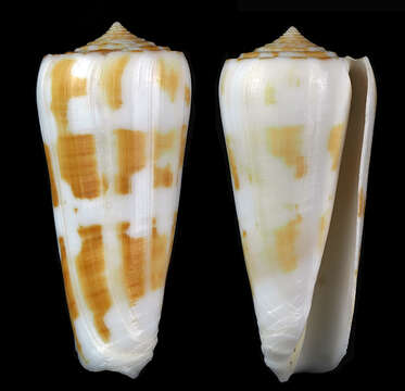 Image of Conus aliwalensis (S. G. Veldsman 2018)