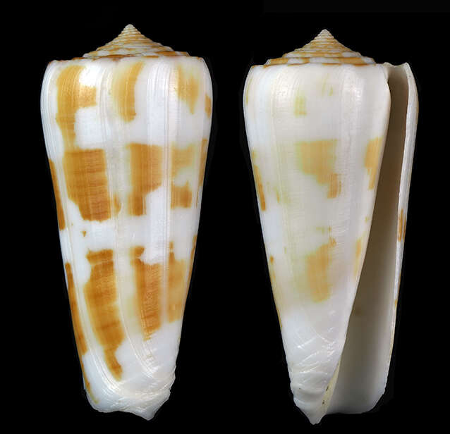 Conus aliwalensis (S. G. Veldsman 2018)的圖片