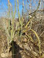 Plancia ëd Pilosocereus purpusii (Britton & Rose) Byles & G. D. Rowley