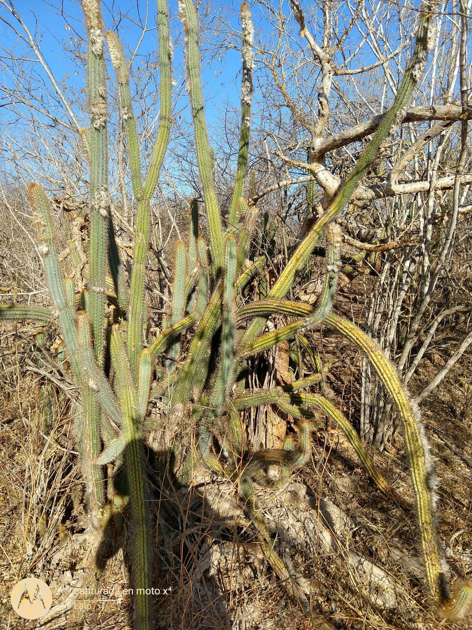 Plancia ëd Pilosocereus purpusii (Britton & Rose) Byles & G. D. Rowley