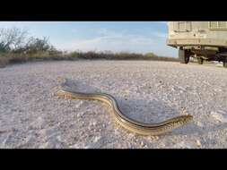 Image of Glass Lizards