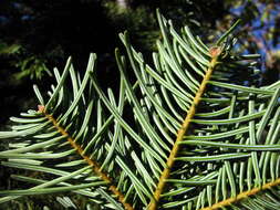 Image of white fir