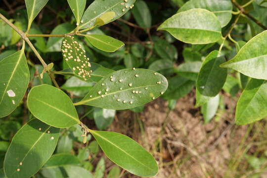 Image of Mangrove