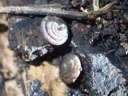 Image of disk snail