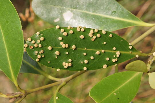 Image of Mangrove