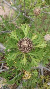 Imagem de Isopogon anemonifolius (Salisb.) Knight