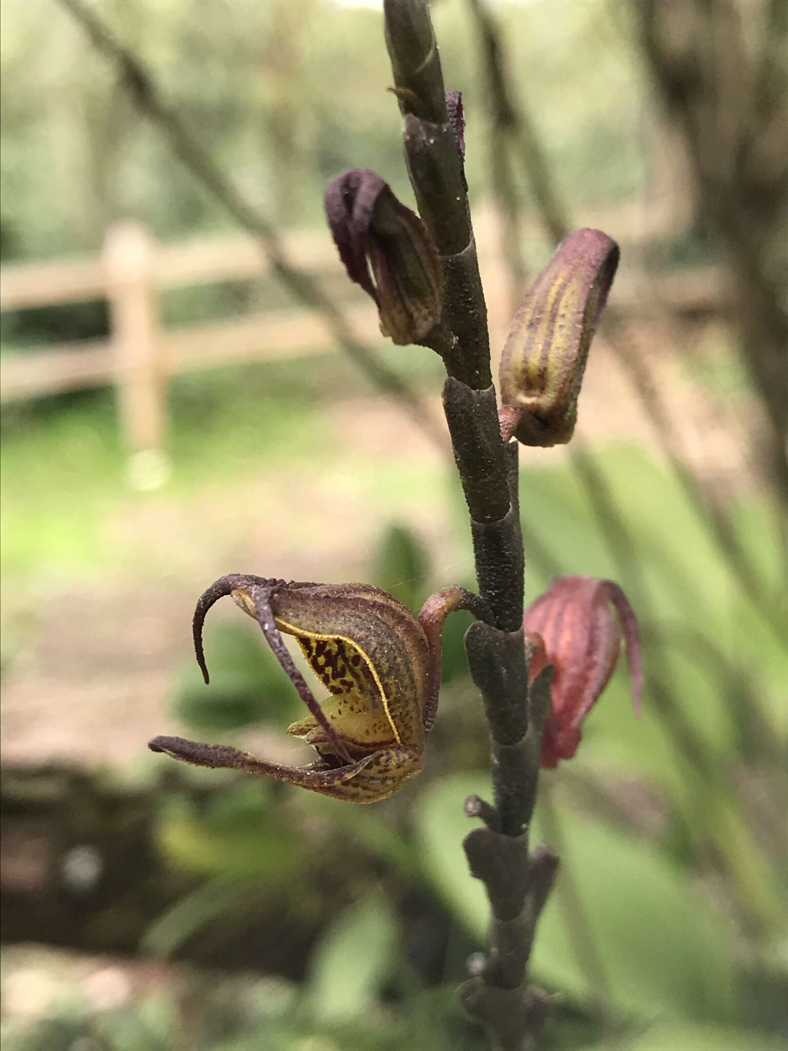 Image of Scaphosepalum antenniferum Rolfe