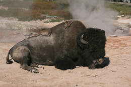 Image of American Bison