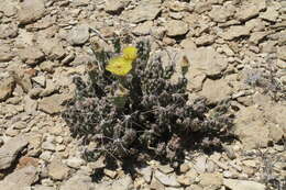 Image of Big Bend pricklypear