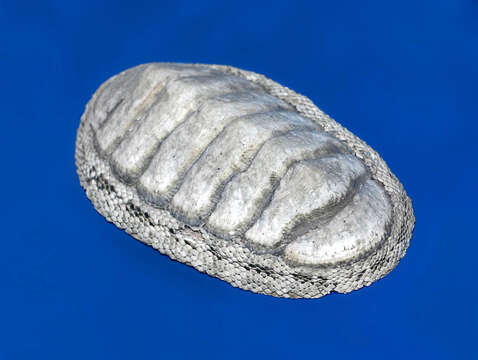 صورة Chiton tuberculatus Linnaeus 1758