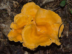 Image of Cantharellus lateritius (Berk.) Singer 1951