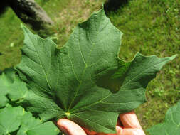 Image of Black Maple