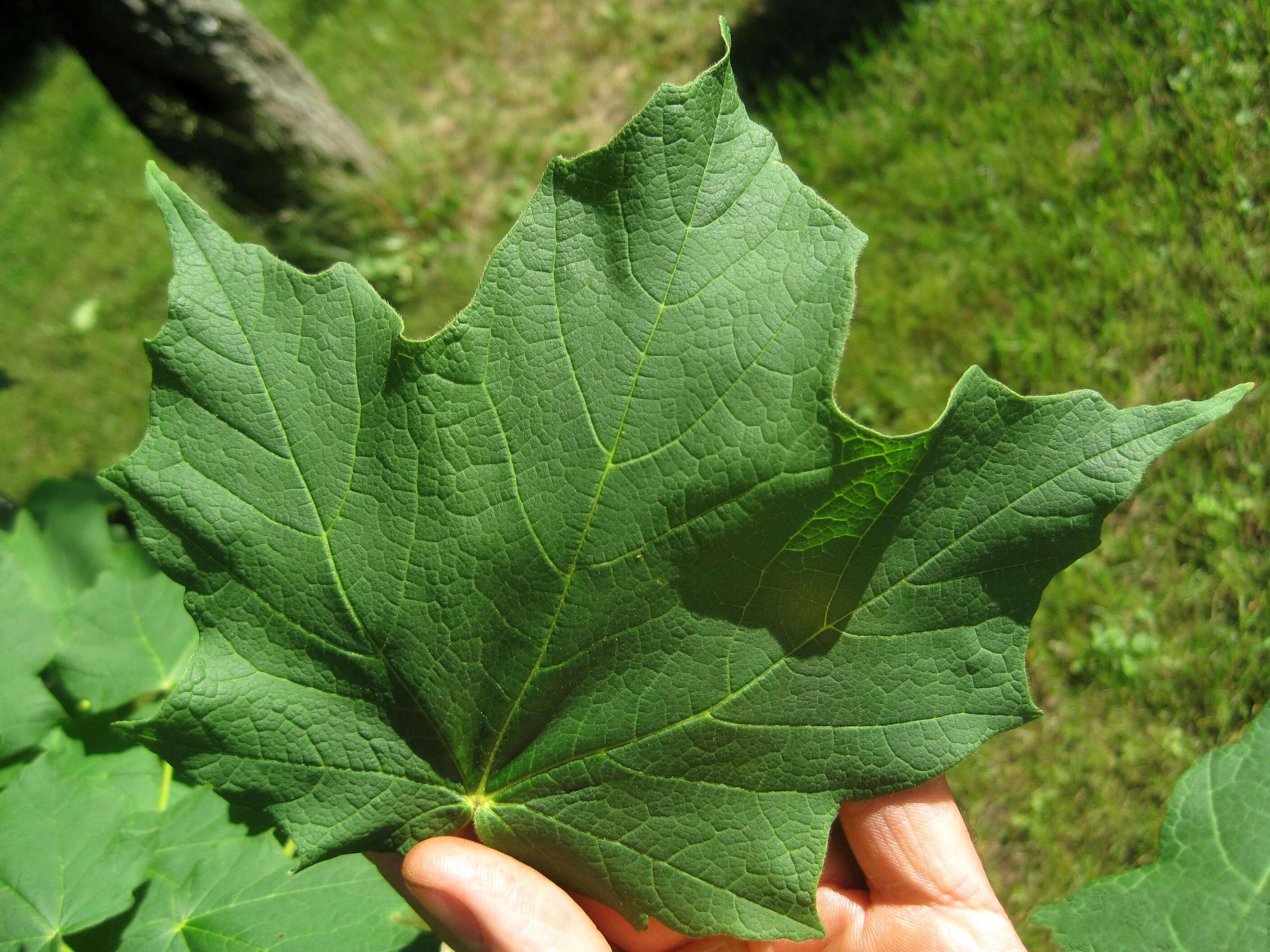 Image of Black Maple