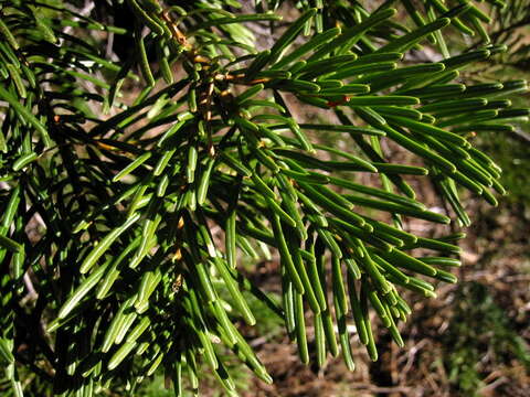 Image of white fir