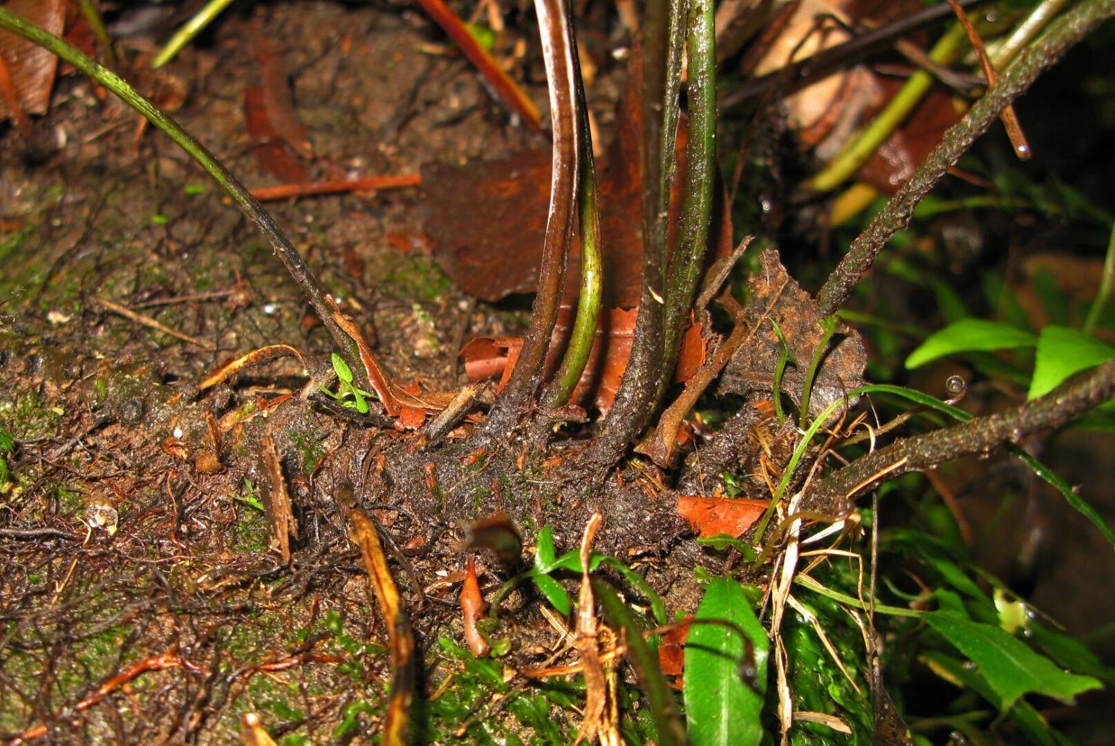 Image of Bolbitis serratifolia (Mert. ex Kaulf.) Schott