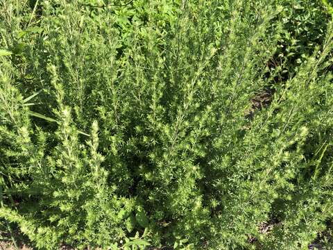 Image of Artemisia lancea Vaniot