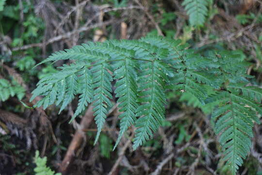 Sivun Dryopteris hendersonii (Bedd.) C. Chr. kuva