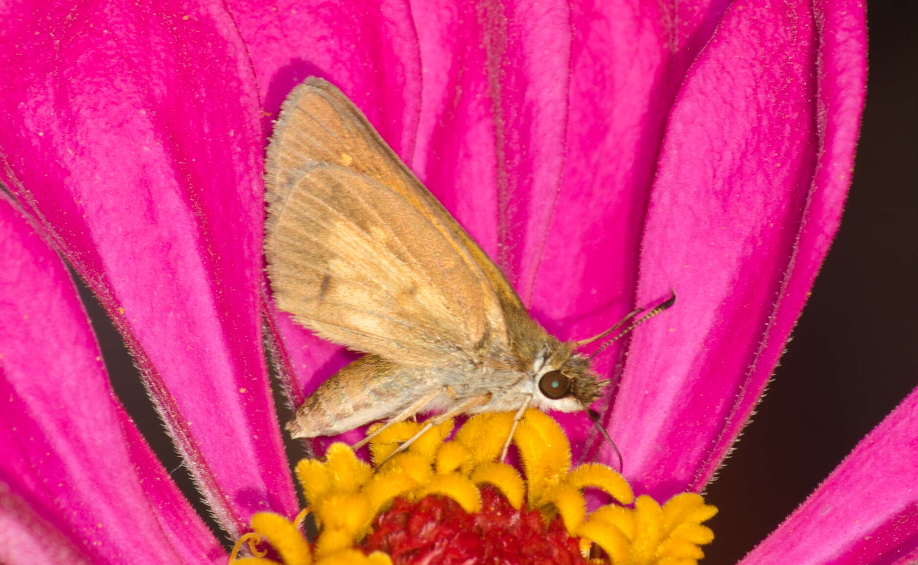 Image of Broad-winged Skipper