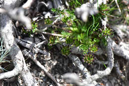 Image of Chaerophyllum taiwanianum (Masam.) K. F. Chung