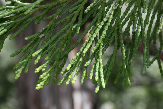 Image of Incense-cedar