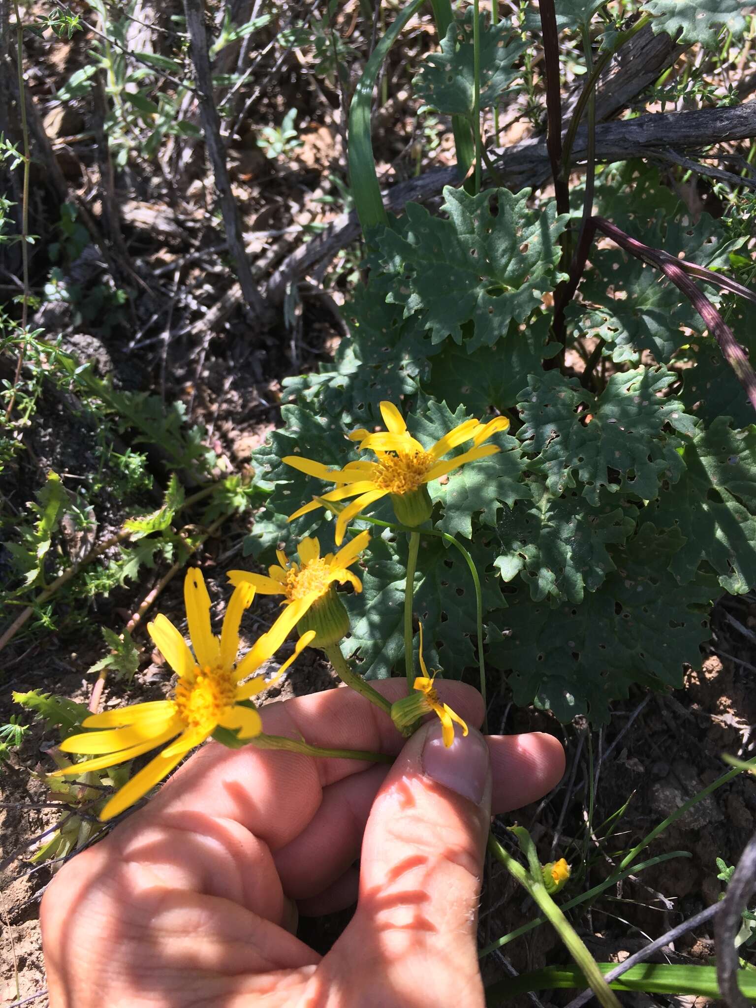 Image of Gander's ragwort