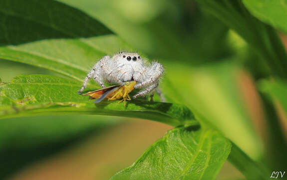 Image of Paraphidippus fartilis (Peckham & Peckham 1888)