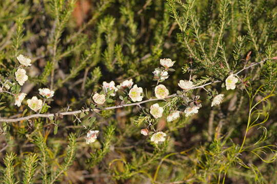 Image of Leptospermum macrocarpum (Maiden & Betche) J. Thompson