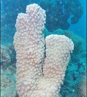 Image of Bowl coral