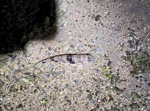 Image of Shadow goby