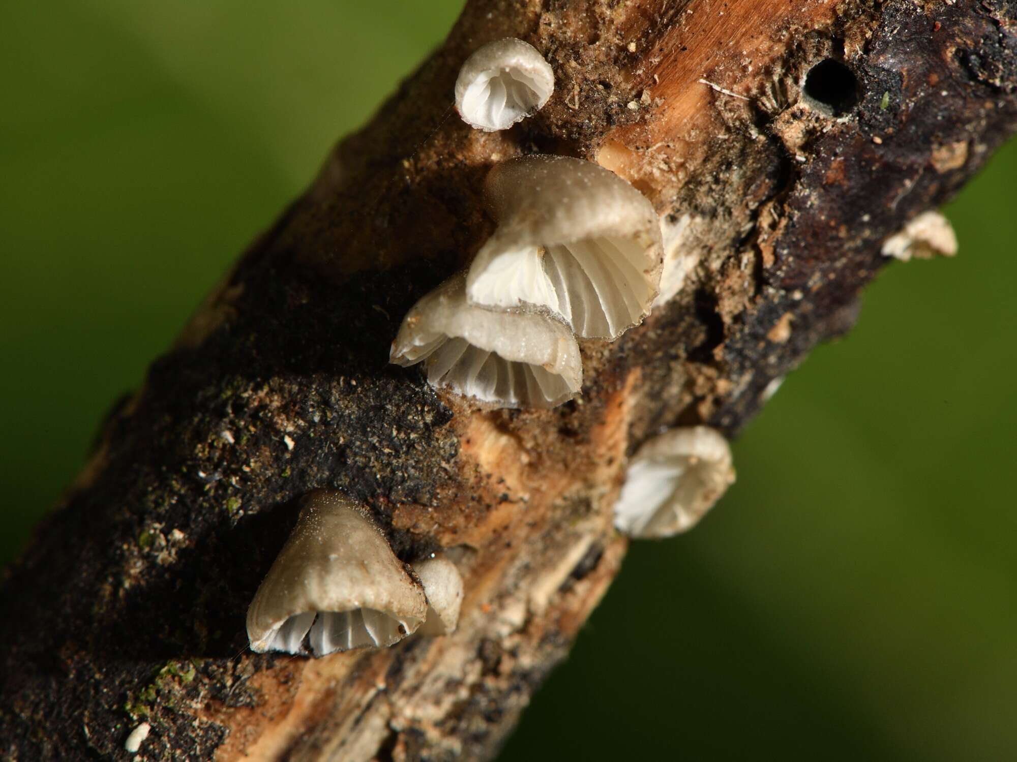 Hohenbuehelia cyphelliformis (Berk.) O. K. Mill. 1986 resmi