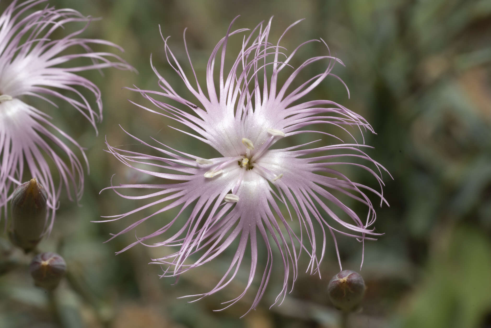 Image of hairy carnation