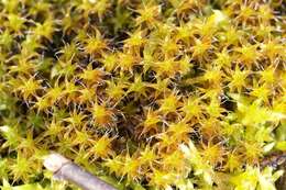 Image of great hairy screw-moss