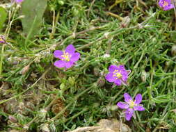 صورة Spergularia purpurea (Pers.) G. Don fil.