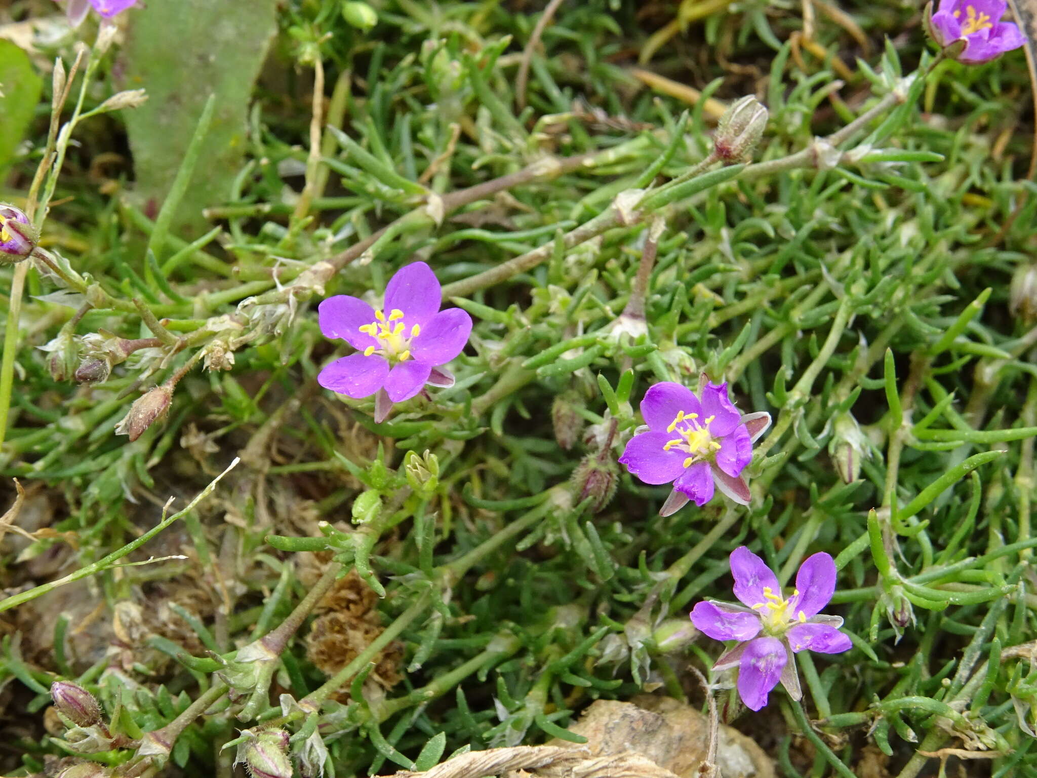 صورة Spergularia purpurea (Pers.) G. Don fil.