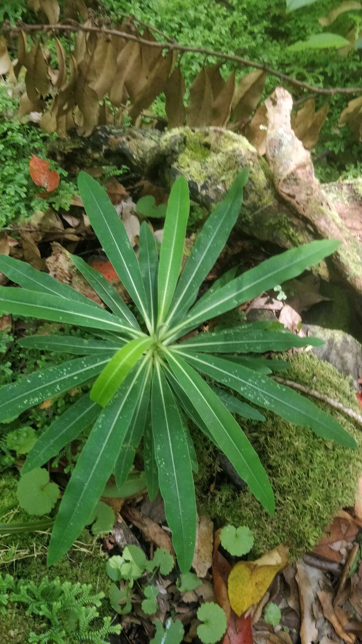 Image of Canary Spurge