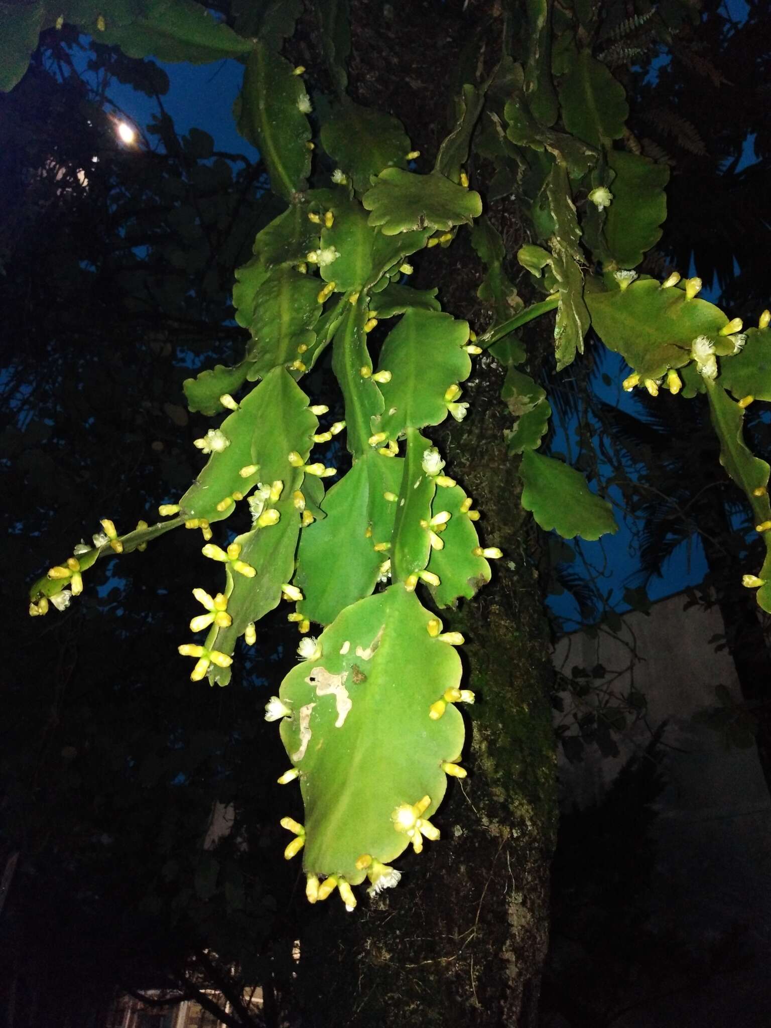 Imagem de Rhipsalis pachyptera Pfeiff.