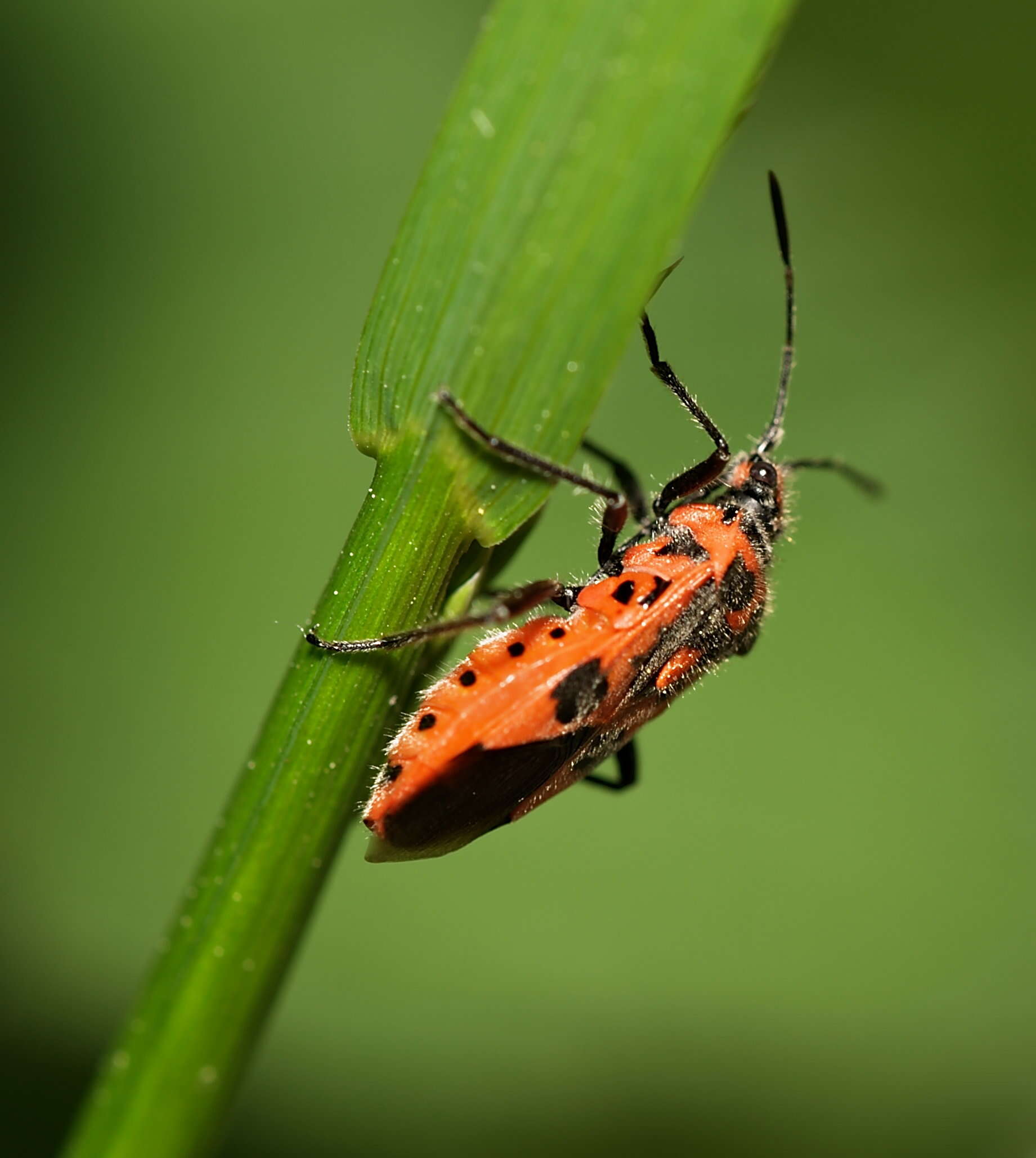 Image of black & red squash bug