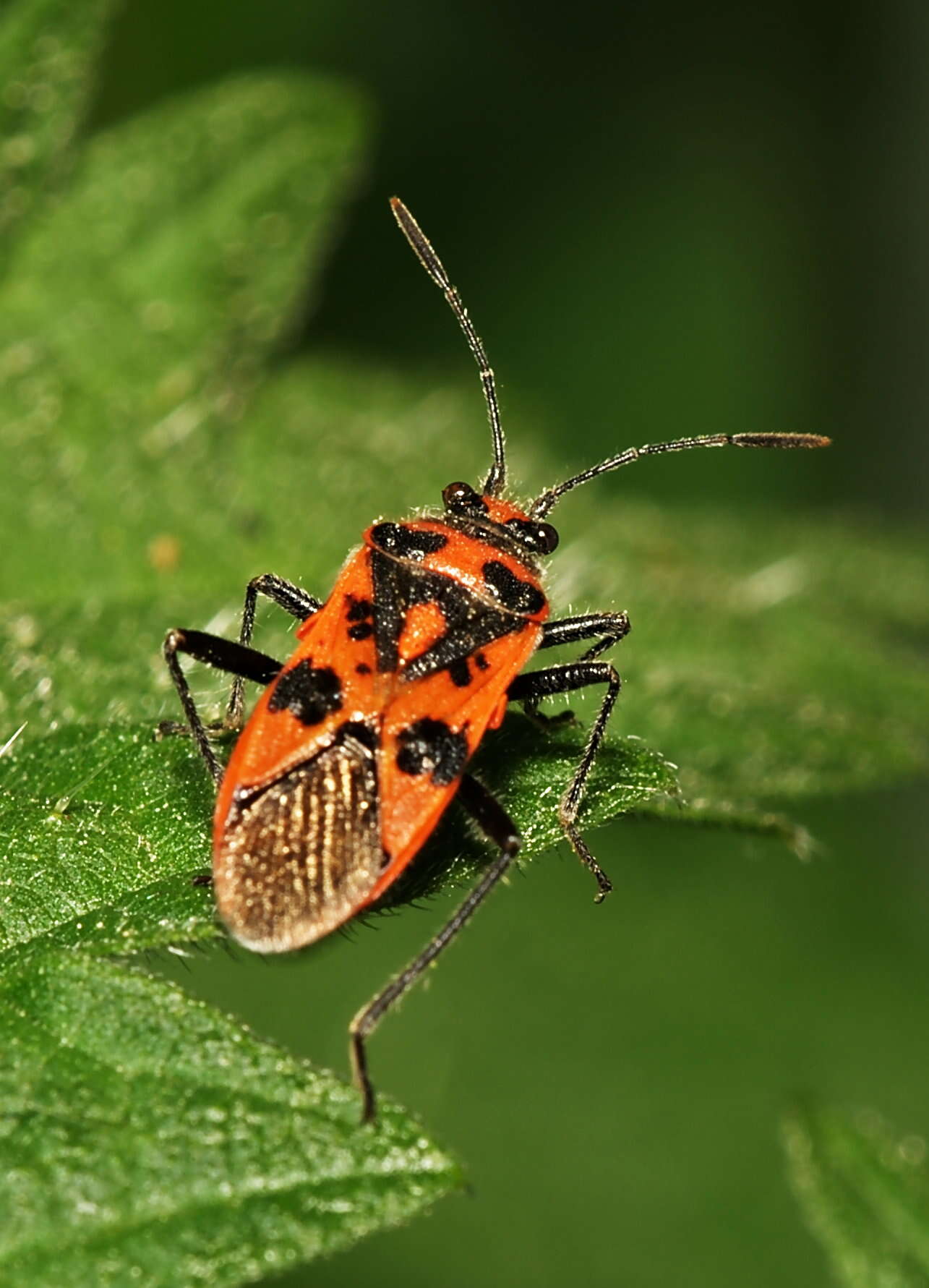 Image of black & red squash bug