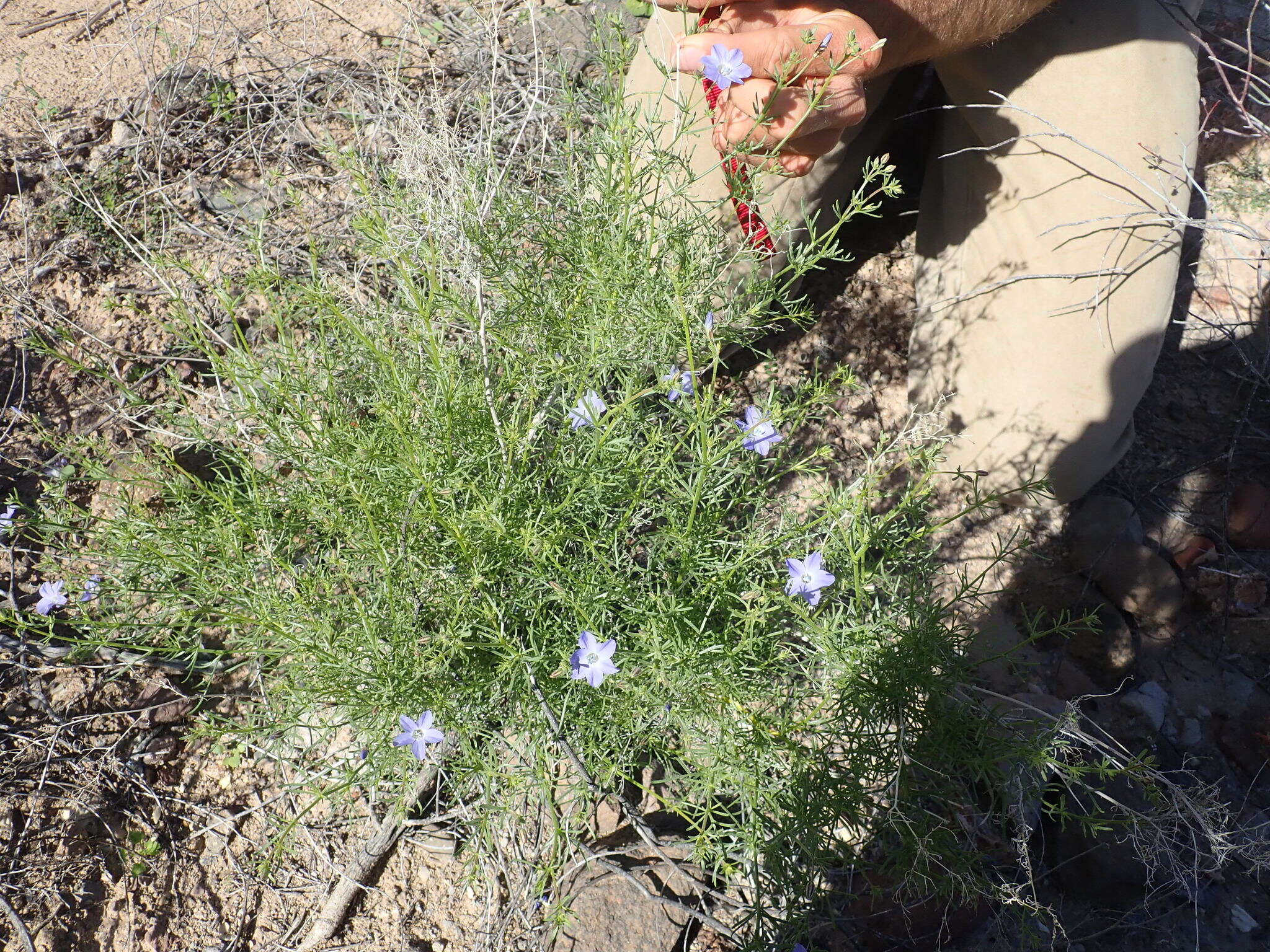 Image of Dayia scabra (Brandegee) J. M. Porter