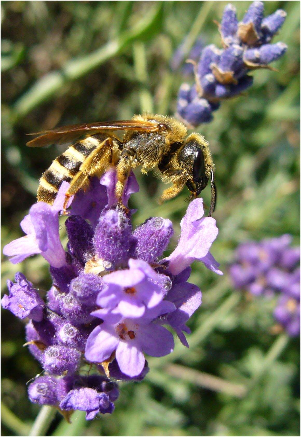 Image of English Lavendar