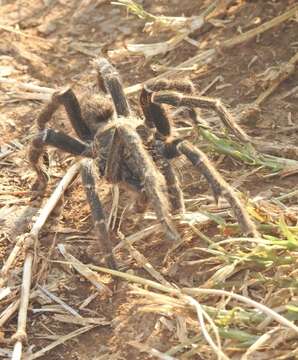 Image of Killimanjaro Baboon Tarantula