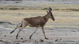 Image of Coke's Hartebeest